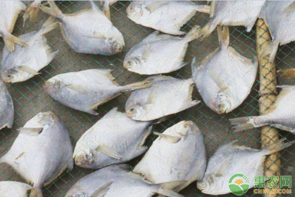 2020年武昌鱼价格多少钱一斤？养殖前景怎么样？（附养殖技术）