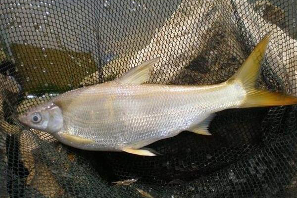 银鲴鱼价格多少钱一斤?可以人工养殖吗?