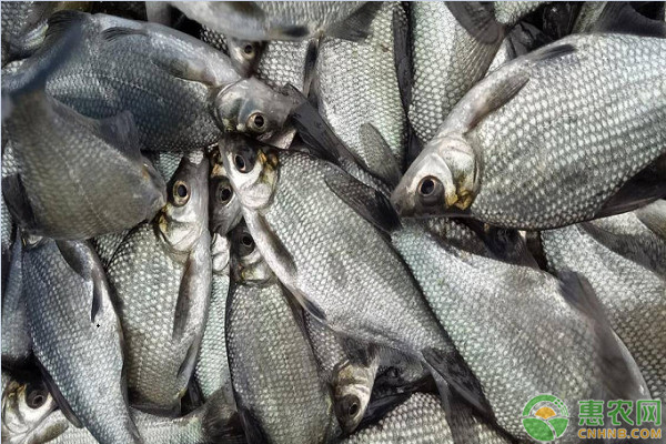 2020年武昌鱼价格多少钱一斤？养殖前景怎么样？（附养殖技术）