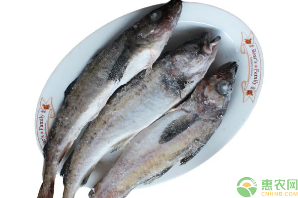明太鱼是什么鱼生长在哪里？明太鱼和鳕鱼的区别