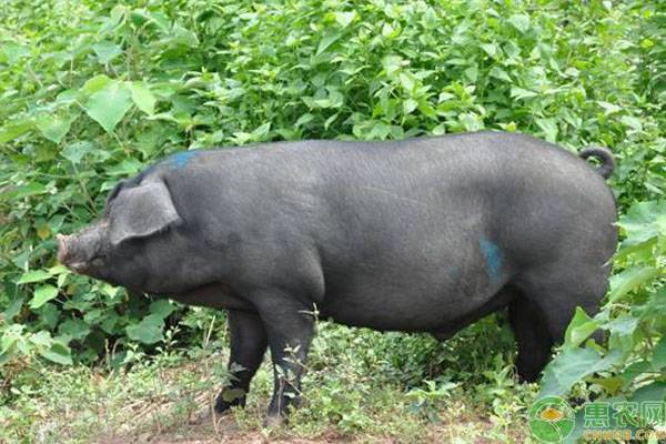 中国八大名猪及产地介绍