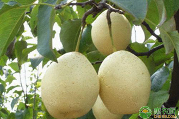 我国最好吃的5大名梨，你知道都产自哪里吗？