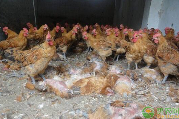 246只土鸡被吓死是什么原因？谁的责任如何赔偿？