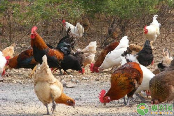 246只土鸡被吓死是怎么回事？为什么鸡会被吓死？