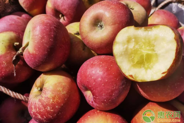 丑苹果多少钱一斤？四川大凉山丑苹果几月熟？