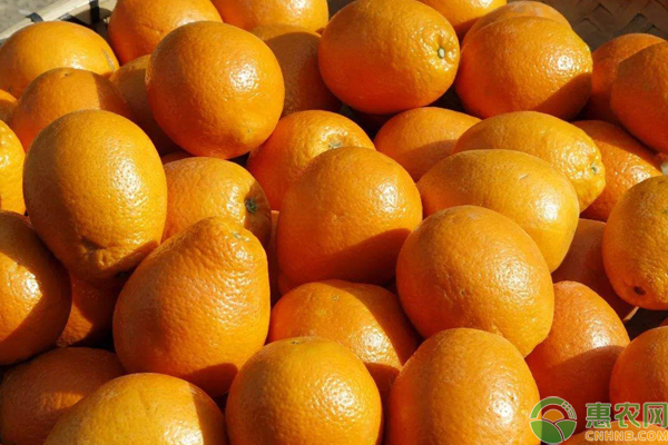 橙子产地主要在哪个省？各个产地出名橙子品种是什么？