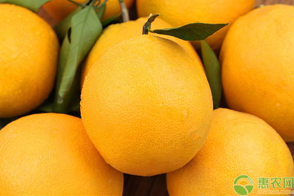 橙子产地主要在哪个省？各个产地出名橙子品种是什么？