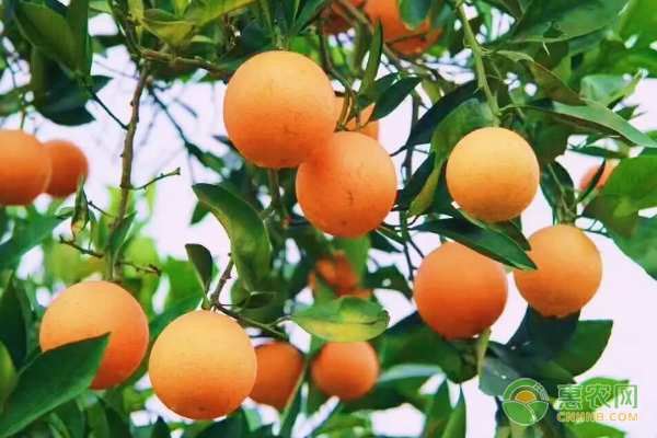 麻阳冰糖橙几月份上市？麻阳冰糖橙和永兴冰糖橙哪个好吃些？