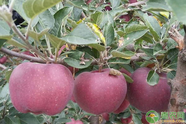 四川和云南丑苹果哪里更好吃？区别在哪？