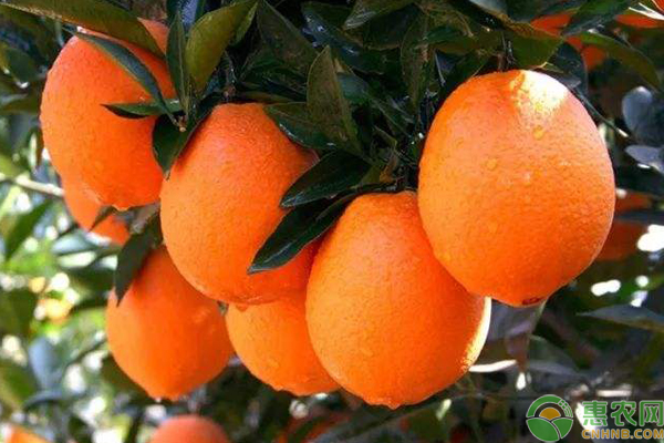 赣南脐橙哪个县最好吃？如何挑选脐橙？