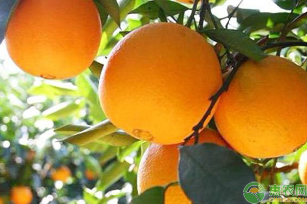 赣南脐橙哪个县最好吃？如何挑选脐橙？