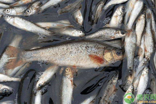 野生柳根鱼多少钱一斤？柳根鱼人工养殖前景分析