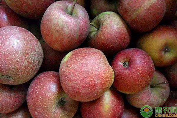 丑苹果多少钱一斤？丑苹果的功效与作用