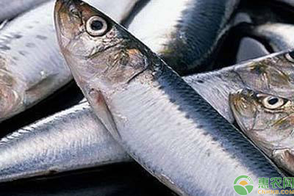 南极犬牙鱼是银鳕鱼吗？它和银鳕鱼有什么区别？