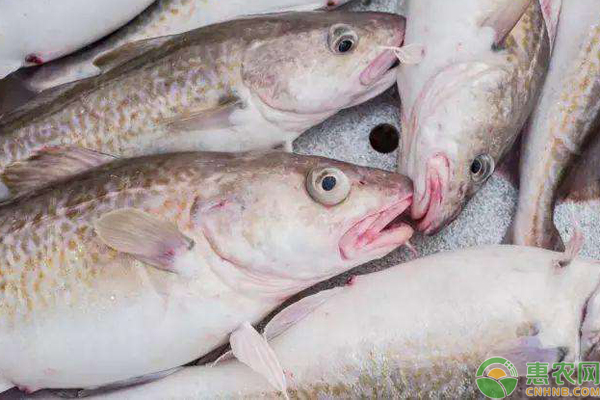 真鳕鱼和银鳕鱼是同一种鱼吗？两者有什么区别？
