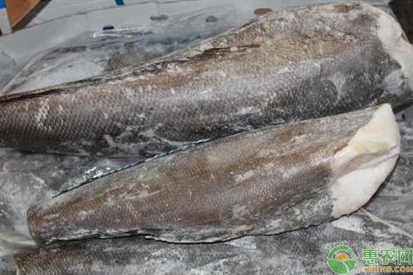 正宗的银鳕鱼多少钱一斤？怎么区分油鱼和银鳕鱼？