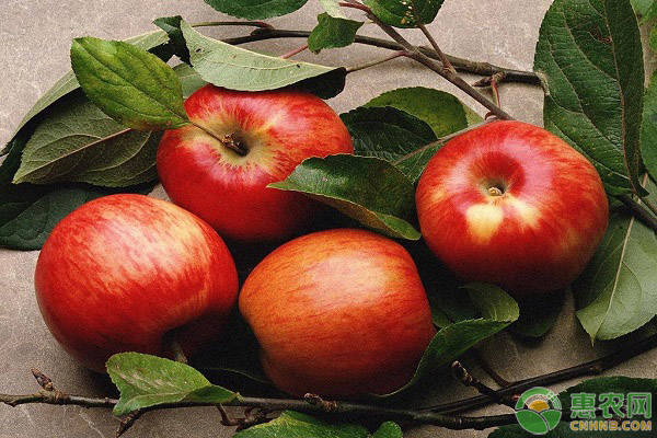 脆苹果和面苹果哪个好？苹果为什么会面呢？