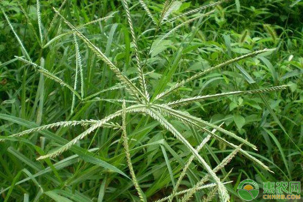 牛筋草的功效与作用及食用方法