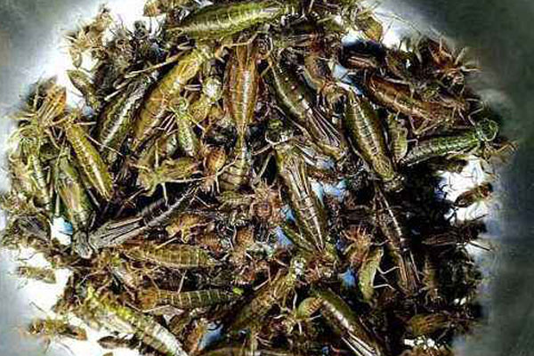 贵州虾巴虫图片