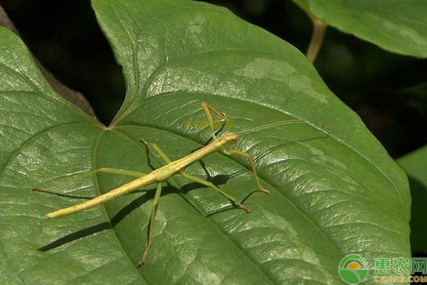 竹节虫是益虫还是害虫？它的特点是什么？