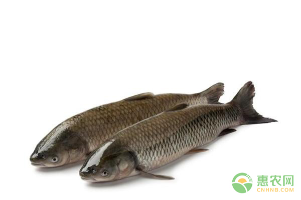 军鱼和草鱼有什么区别?