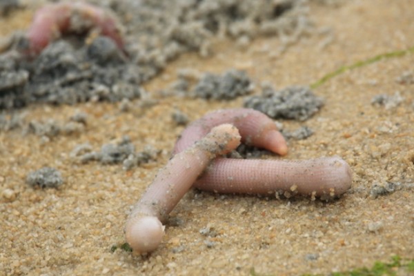 爬沙虫养殖图片