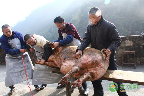 俗语“逢亥不杀猪”是什么意思？农村过年杀猪有哪些讲究？