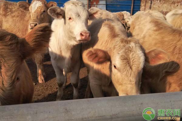 鲁西黄牛牛犊价格多少钱一只？买多大的牛犊开始养比较好？