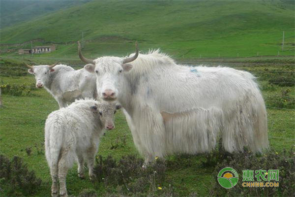 雪山白牛价格及品种特征