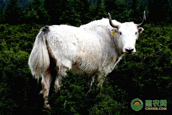 雪山白牛价格及品种特征