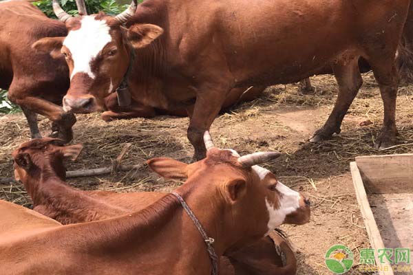鲁西黄牛牛犊价格多少钱一只？买多大的牛犊开始养比较好？