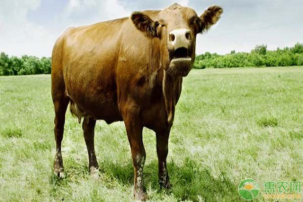 闽南黄牛属于什么品种？有哪些主要特点？