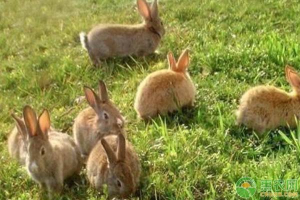 养一百只兔子一年利润是多少？兔子的养殖效益分析