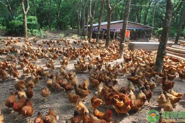 养一百只土鸡一年能赚多少？土鸡的养殖前景如何？