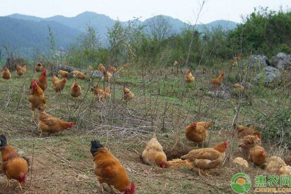 养一百只土鸡一年能赚多少？土鸡的养殖前景如何？