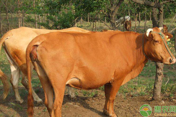 南方土黄牛是什么品种？散养一年可以长多大？