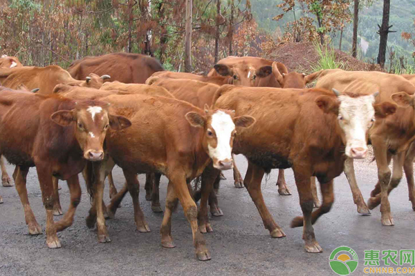 南方土黄牛是什么品种？散养一年可以长多大？