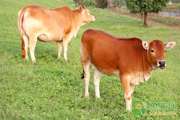 南方土黄牛一年能长多少斤？南方养黄牛需解决这三大难题