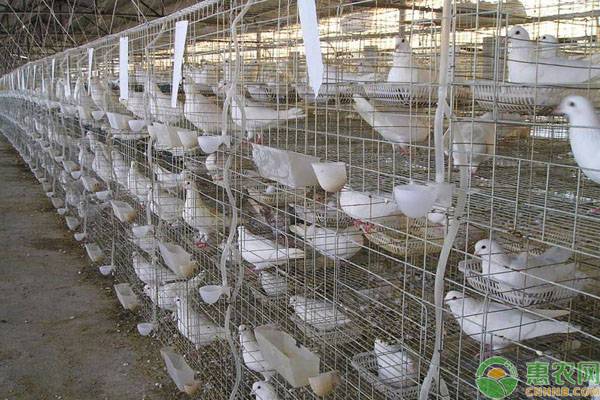 养一百对鸽子一年能赚多少钱？2020年肉鸽养殖前景分析