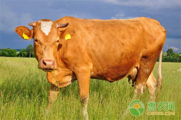 吉安黄牛一般多重？有什么特点？