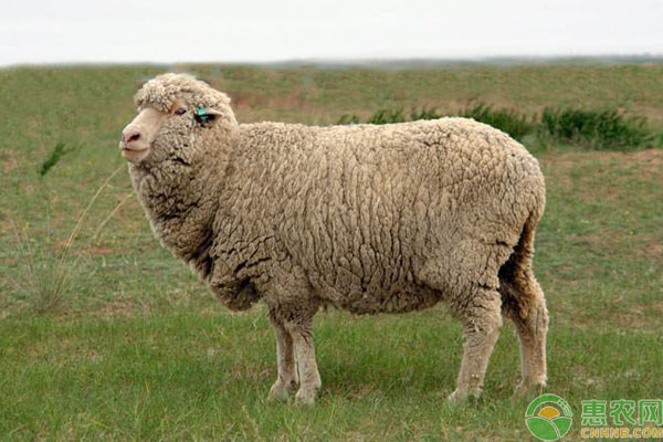 鄂尔多斯细毛羊价格多少钱一只？品种有何特点？