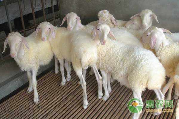 湖羊的养殖前景如何？养一百只湖羊的成本及纯利润分析