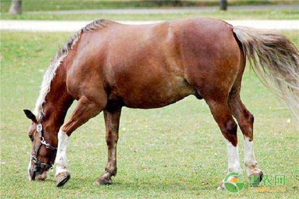 纯种马的价格多少钱一匹？纯血马和纯种马有何区别？