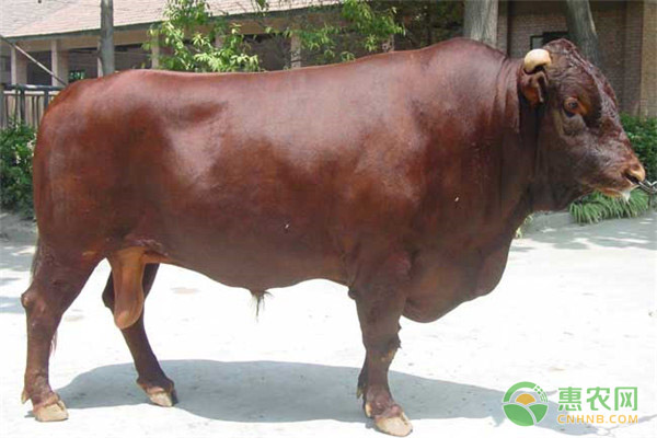 吉安黄牛一般多重？有什么特点？