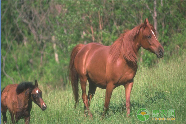 纯种马的价格多少钱一匹？纯血马和纯种马有何区别？