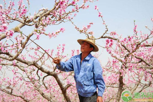 春季开的花有哪些？它们的花语各是什么？