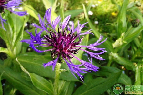 不同颜色矢车菊的花语是什么？看完一目了然！