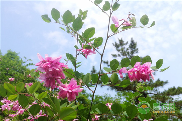 多花木兰种子价格多少钱一斤？怎样播种产量最高？