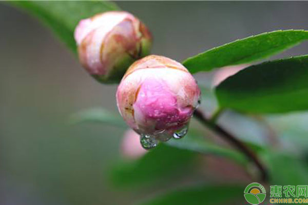 关于雨水节气的农谚有哪些？雨水节气下雨好不好？