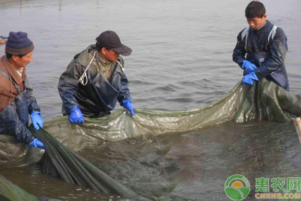 钓泥鳅用什么饵料好？有哪些钓法？